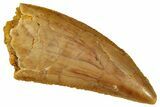 Serrated, Raptor Tooth - Real Dinosaur Tooth #285226-1